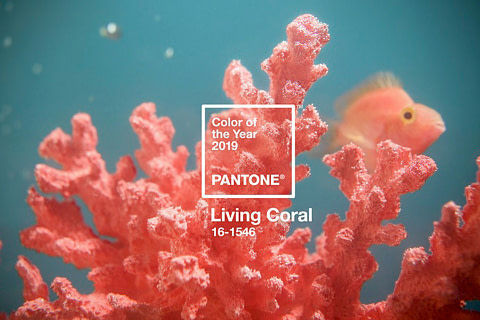 Living Coral: el Pantone de 2019